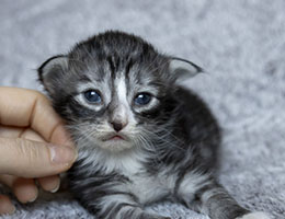 Wildfee's Norwegische Waldkatzen Wildfee's Timon - zwei Woche alt