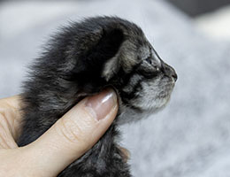 Wildfee's Norwegische Waldkatzen Wildfee's Tinka - zwei Woche alt