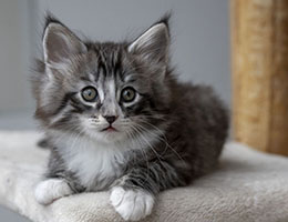 Wildfee's Norwegische Waldkatzen Wildfee's Timon - sieben Woche alt