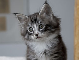 Wildfee's Norwegische Waldkatzen Wildfee's Timon - sieben Woche alt