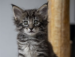 Wildfee's Norwegische Waldkatzen Wildfee's Tinka - sieben Woche alt