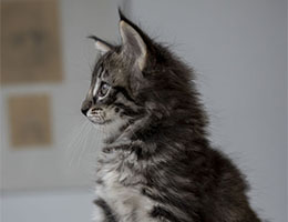 Wildfee's Norwegische Waldkatzen Wildfee's Tinka - sieben Woche alt