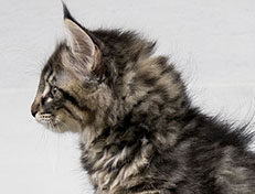 Wildfee's Norwegische Waldkatzen Wildfee's Uljana - 11 Wochen alt