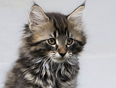 Wildfee's Norwegische Waldkatzen Wildfee's Undine - 11 Wochen alt