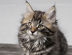 Wildfee's Norwegische Waldkatzen Wildfee's Undine - 11 Wochen alt