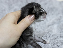 Wildfee's Norwegische Waldkatzen Wildfee's Ula - zwei Woche alt