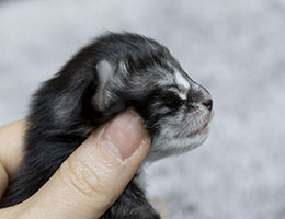 Wildfee's Norwegische Waldkatzen Wildfee's Una - zwei Woche alt