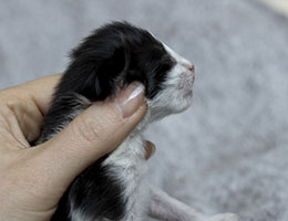 Wildfee's Norwegische Waldkatzen Wildfee's Uronn - zwei Woche alt