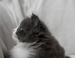 Wildfee's Norwegische Waldkatzen Wildfee's Ubella - sechs Wochen alt