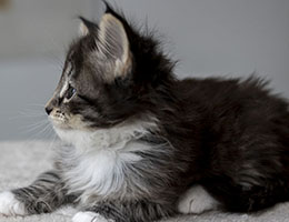 Wildfee's Norwegische Waldkatzen Wildfee's Ula - sechs Wochen alt