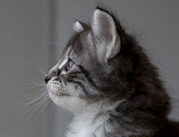 Wildfee's Norwegische Waldkatzen Wildfee's Una - sechs Wochen alt