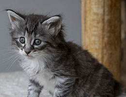 Wildfee's Norwegische Waldkatzen Wildfee's Una - sechs Wochen alt