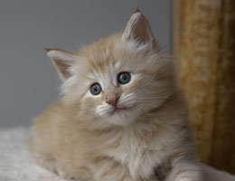 Wildfee's Norwegische Waldkatzen Wildfee's Uredin - sechs Wochen alt