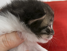 Wildfee's Norwegische Waldkatzen Wildfee's Vilnir - 2 Wochen alt
