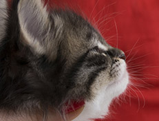 Wildfee's Norwegische Waldkatzen Wildfee's Vilnir - 4 Wochen alt