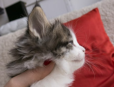 Wildfee's Norwegische Waldkatzen Wildfee's Veela - 5 Wochen alt