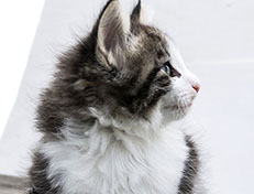 Wildfee's Norwegische Waldkatzen Wildfee's Valgur - 7 Wochen alt