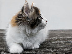 Wildfee's Norwegische Waldkatzen Wildfee's Valhalla - 7 Wochen alt