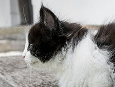 Wildfee's Norwegische Waldkatzen Wildfee's Valie Export - 7 Wochen alt