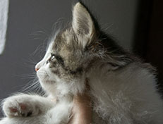 Wildfee's Norwegische Waldkatzen Wildfee's Veela - 7 Wochen alt