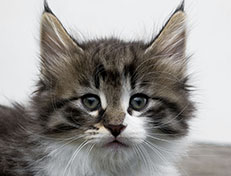 Wildfee's Norwegische Waldkatzen Wildfee's Vilnir - 7 Wochen alt