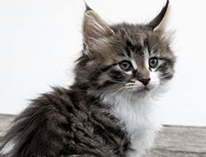 Wildfee's Norwegische Waldkatzen Wildfee's Vilnir - 7 Wochen alt