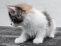 Wildfee's Norwegische Waldkatzen Wildfee's Valhalla - 9 Wochen alt