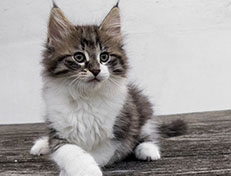 Wildfee's Norwegische Waldkatzen Wildfee's Vilnir - 9 Wochen alt