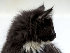 Wildfee's Norwegische Waldkatzen Wildfee's Warhol - 10 Wochen alt