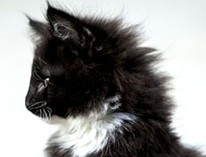 Wildfee's Norwegische Waldkatzen Wildfee's Warhol - 10 Wochen alt