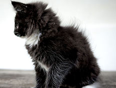 Wildfee's Norwegische Waldkatzen Wildfee's Warin - 10 Wochen alt