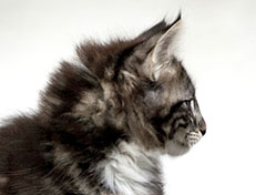 Wildfee's Norwegische Waldkatzen Wildfee's Wesley - 10 Wochen alt