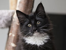 Wildfee's Norwegische Waldkatzen Wildfee's Warin - 13 Wochen alt