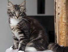 Wildfee's Norwegische Waldkatzen Wildfee's Wesley - 13 Wochen alt