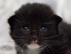 Wildfee's Norwegische Waldkatzen Wildfee's Warin - 2 Wochen alt