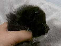 Wildfee's Norwegische Waldkatzen Wildfee's Warhol - 3 Wochen alt