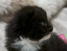 Wildfee's Norwegische Waldkatzen Wildfee's Warin - 3 Wochen alt