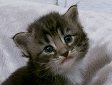 Wildfee's Norwegische Waldkatzen Wildfee's Wesley - 3 Wochen alt
