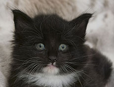 Wildfee's Norwegische Waldkatzen Wildfee's Warin - 5 Wochen alt