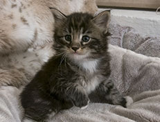 Wildfee's Norwegische Waldkatzen Wildfee's Wesley - 5 Wochen alt