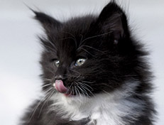Wildfee's Norwegische Waldkatzen Wildfee's Warhol - 6 Wochen alt