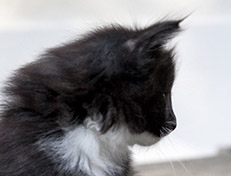 Wildfee's Norwegische Waldkatzen Wildfee's Warhol - 6 Wochen alt