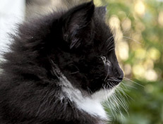 Wildfee's Norwegische Waldkatzen Wildfee's Warin - 6 Wochen alt