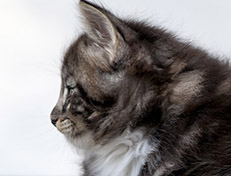 Wildfee's Norwegische Waldkatzen Wildfee's Wesley - 6 Wochen alt