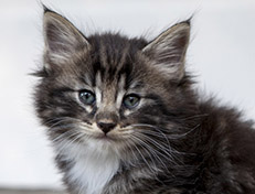 Wildfee's Norwegische Waldkatzen Wildfee's Wesley - 6 Wochen alt
