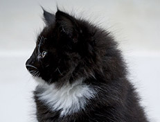 Wildfee's Norwegische Waldkatzen Wildfee's Warin - 7 Wochen alt