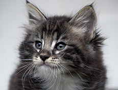Wildfee's Norwegische Waldkatzen Wildfee's Wesley - 7 Wochen alt