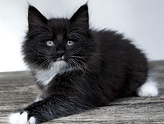 Wildfee's Norwegische Waldkatzen Wildfee's Warin - 8 Wochen alt