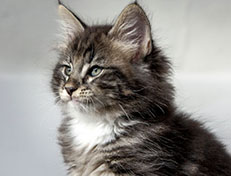Wildfee's Norwegische Waldkatzen Wildfee's Wesley - 8 Wochen alt