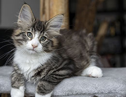 Wildfee's Norwegische Waldkatzen Wildfee's Widukind - 12 Wochen alt
